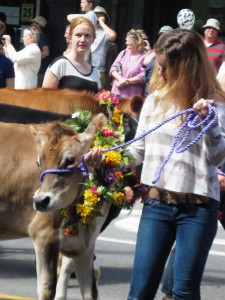 Heifer5