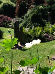 One of several types of lotus at Innisfree